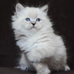 Siberian EZ Eliksir