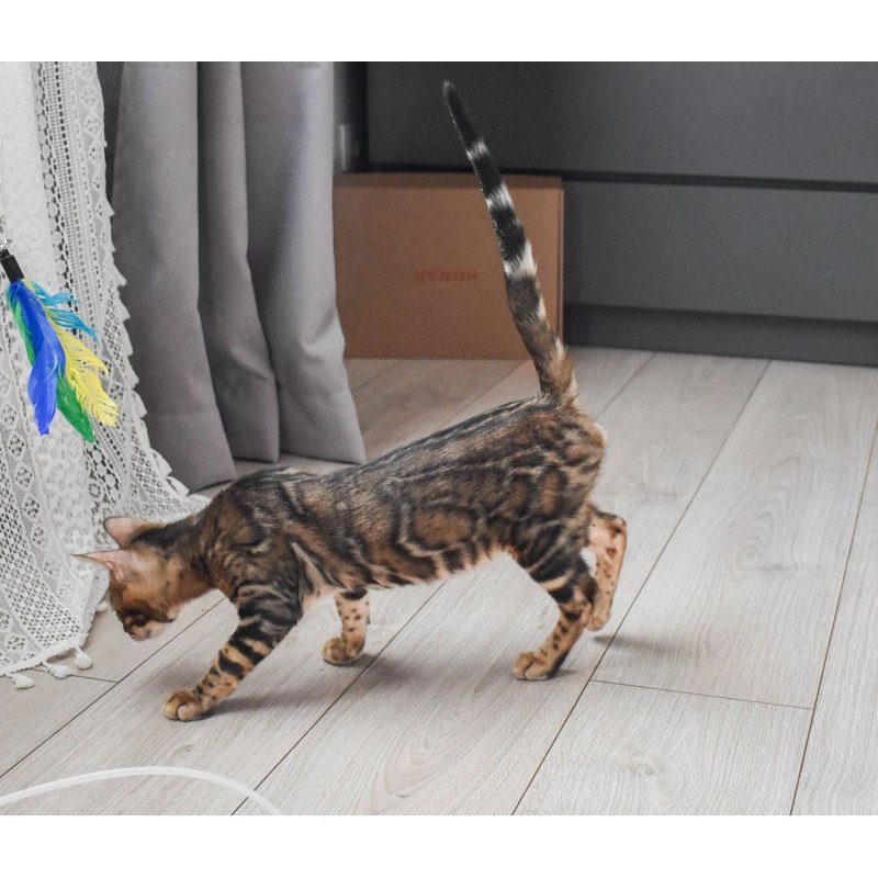Bengal EZ Wolf