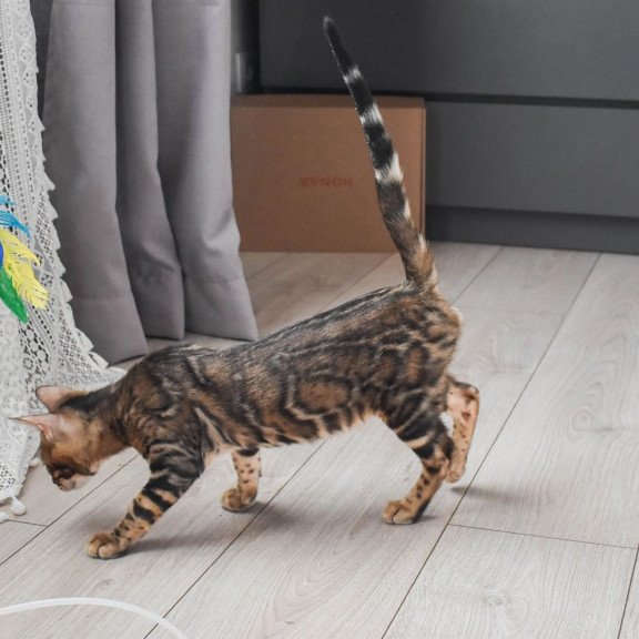 Bengal EZ Wolf