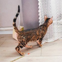 Bengal EZ Wolf