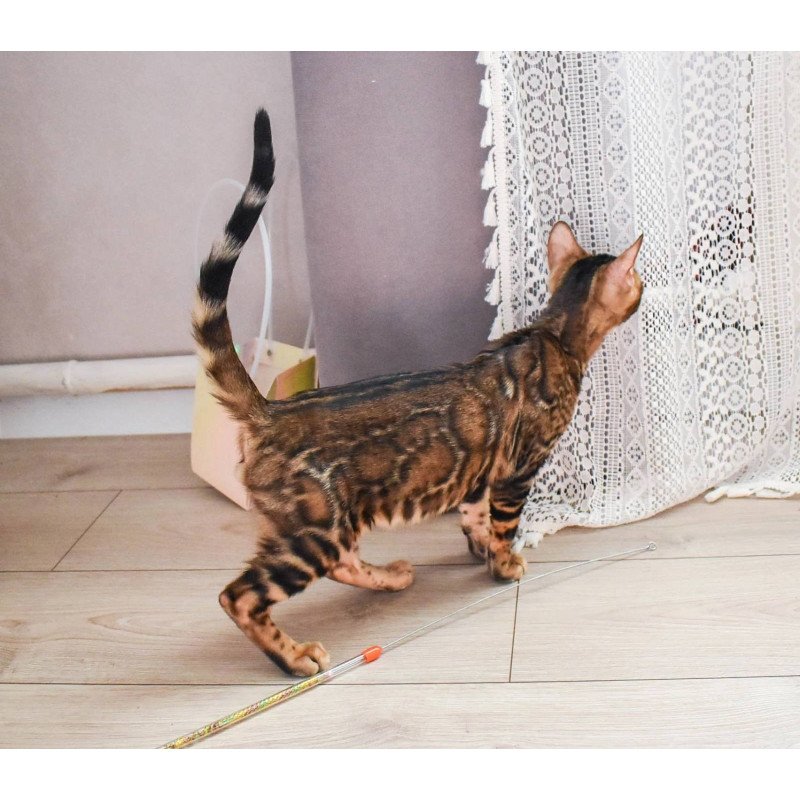 Bengal EZ Wolf