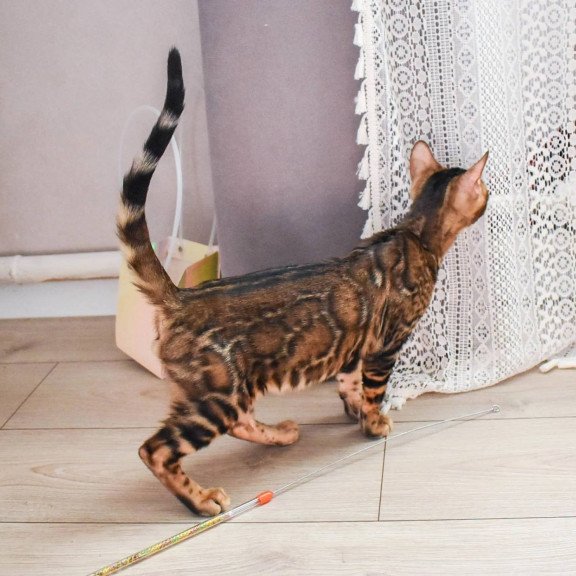 Bengal EZ Wolf