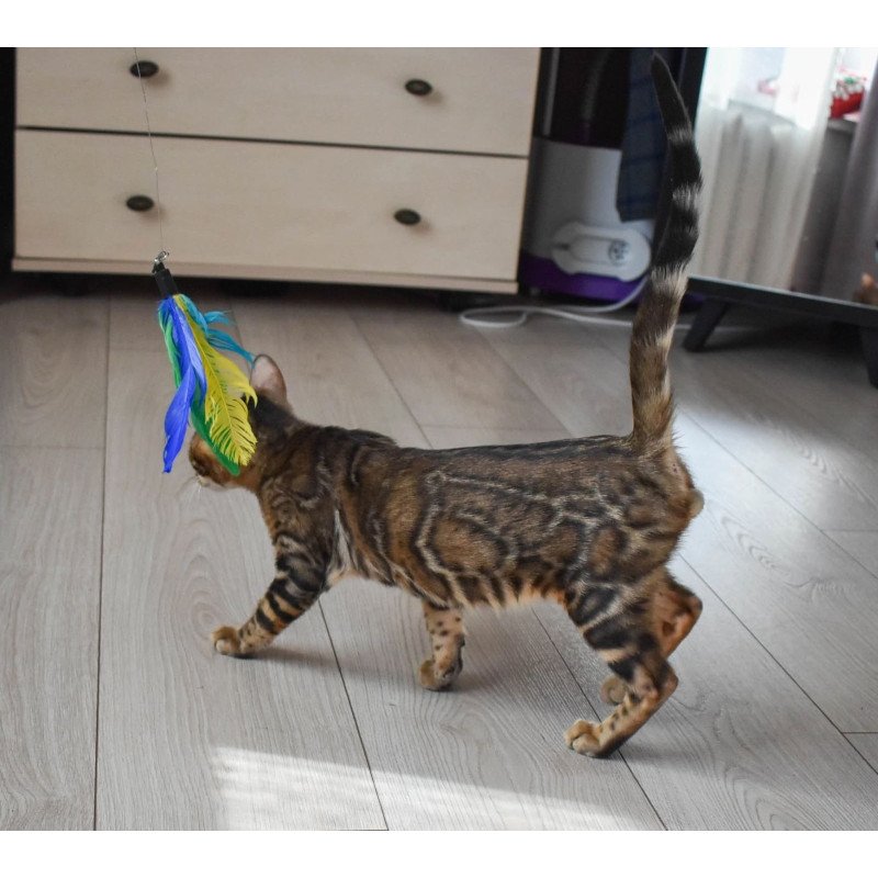 Bengal EZ Wolf