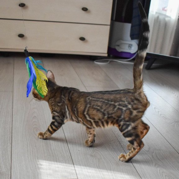 Bengal EZ Wolf