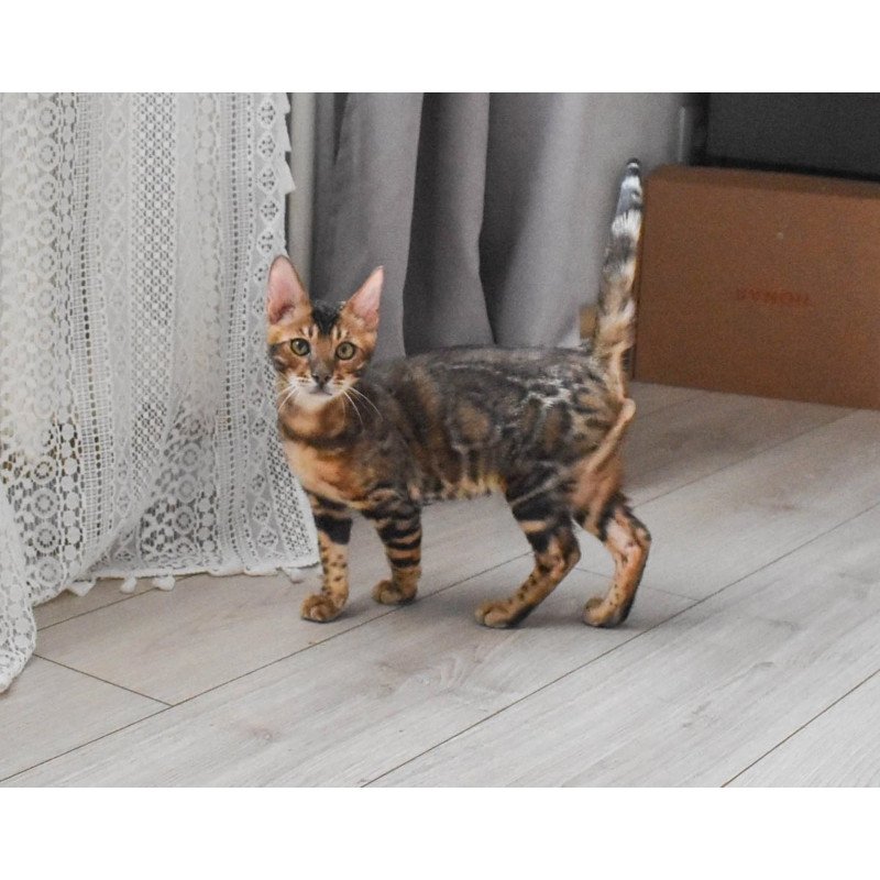 Bengal EZ Wolf