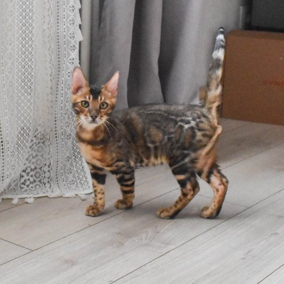 Bengal EZ Wolf