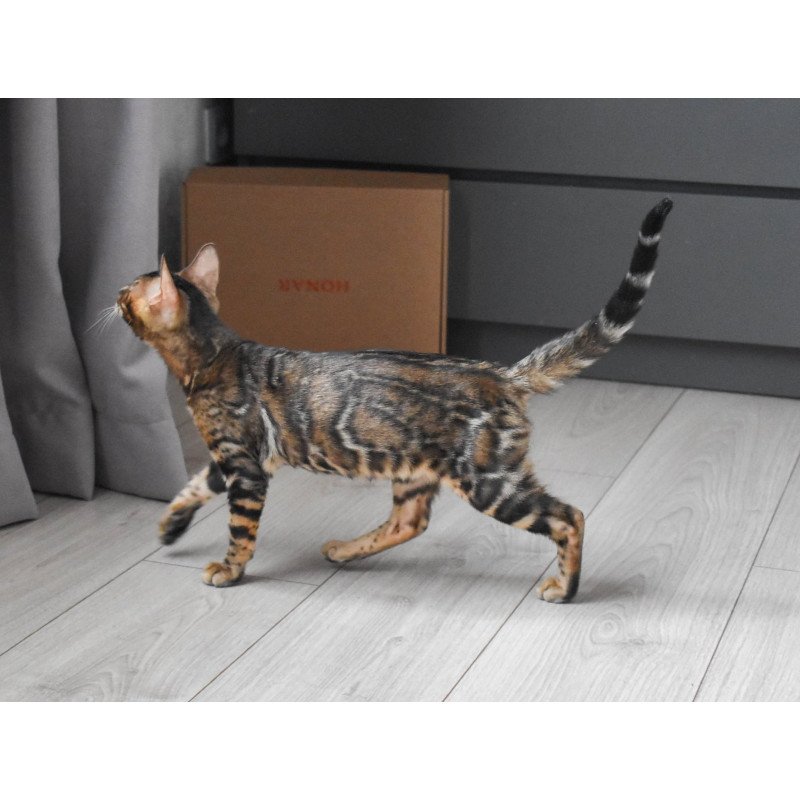 Bengal EZ Wolf