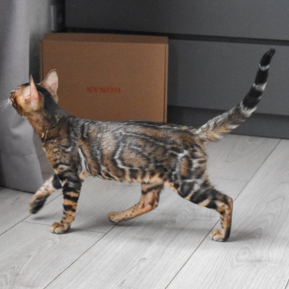 Bengal EZ Wolf