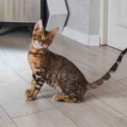 Bengal EZ Wolf