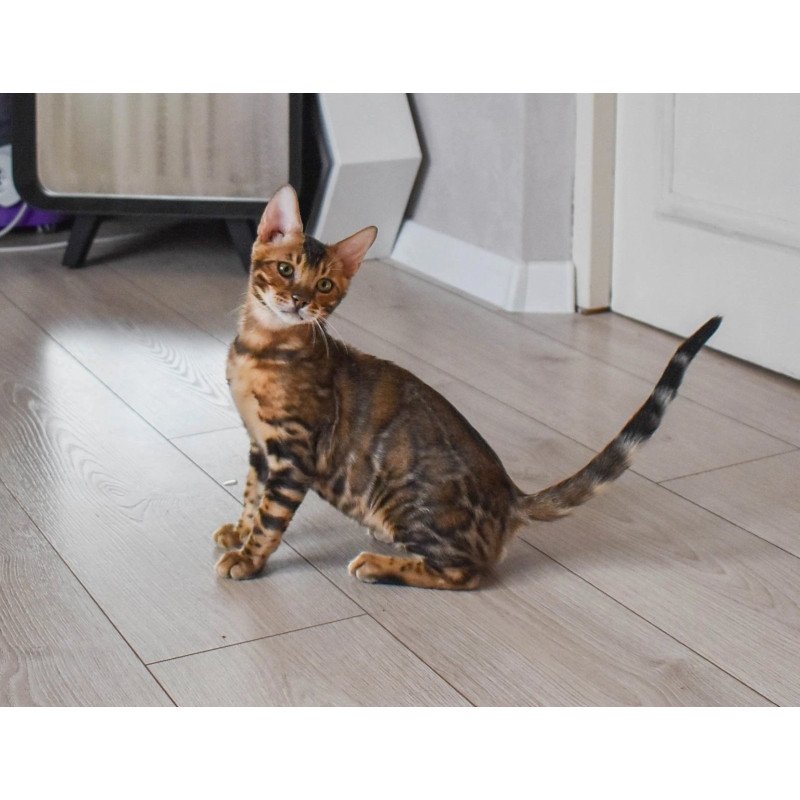 Bengal EZ Wolf