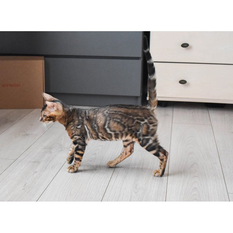Bengal EZ Wolf