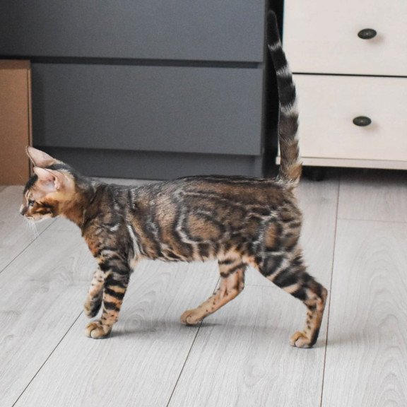 Bengal EZ Wolf