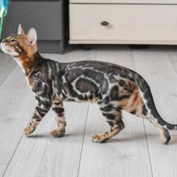 Bengal EZ Wolt