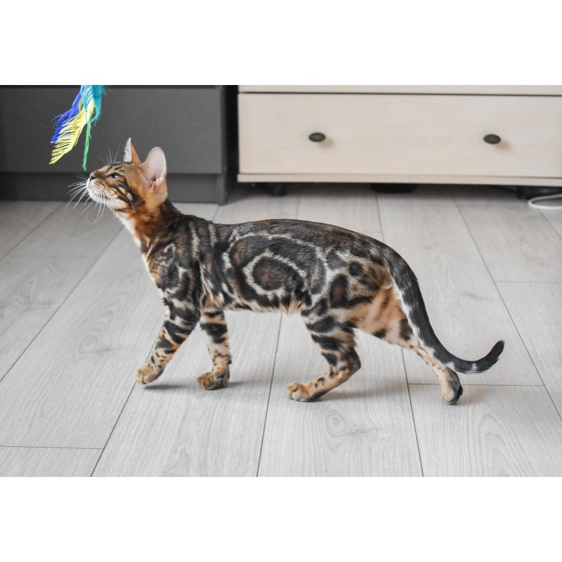 Bengal EZ Wolt