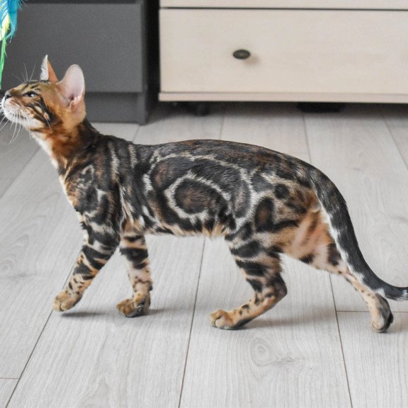 Bengal EZ Wolt