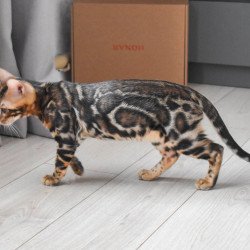 Bengal EZ Wolt