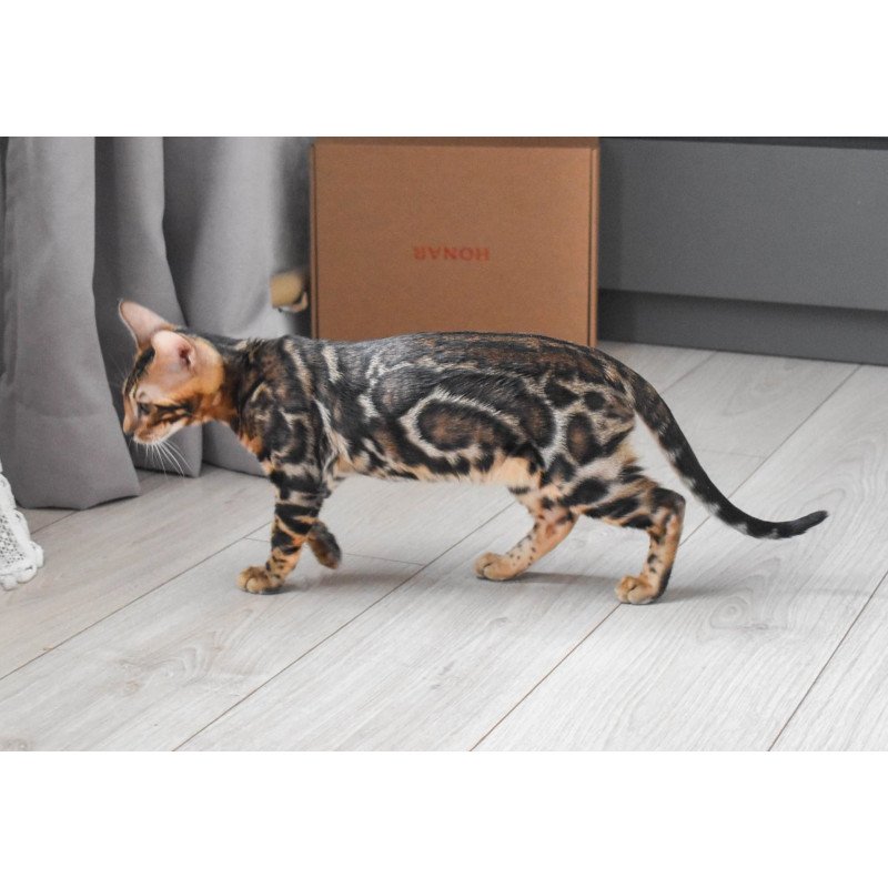 Bengal EZ Wolt