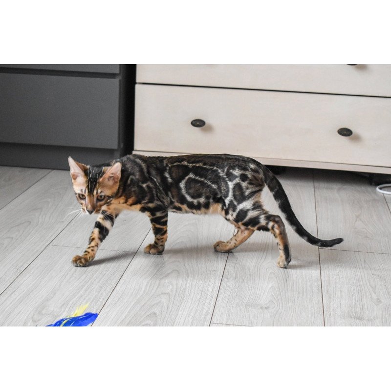 Bengal EZ Wolt