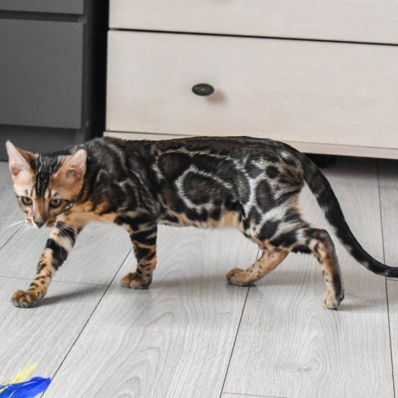 Bengal EZ Wolt
