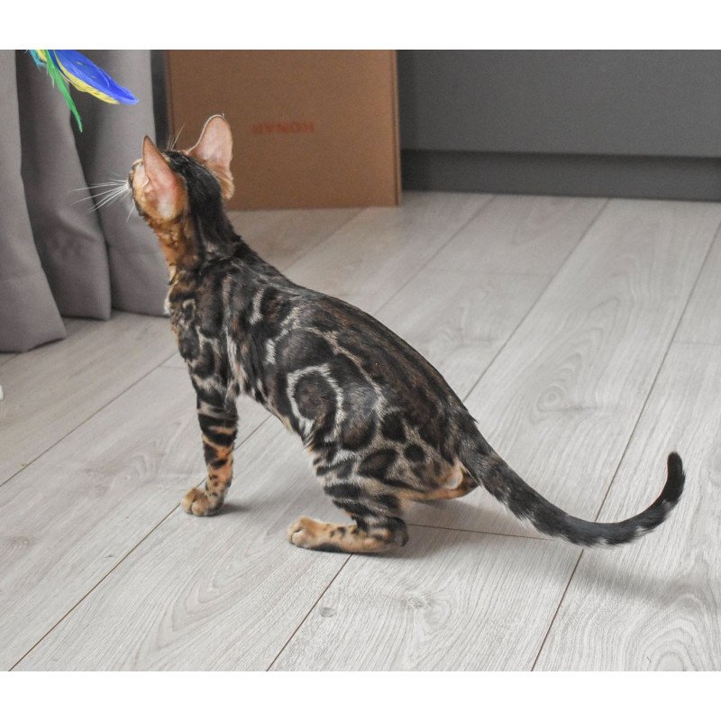 Bengal EZ Wolt