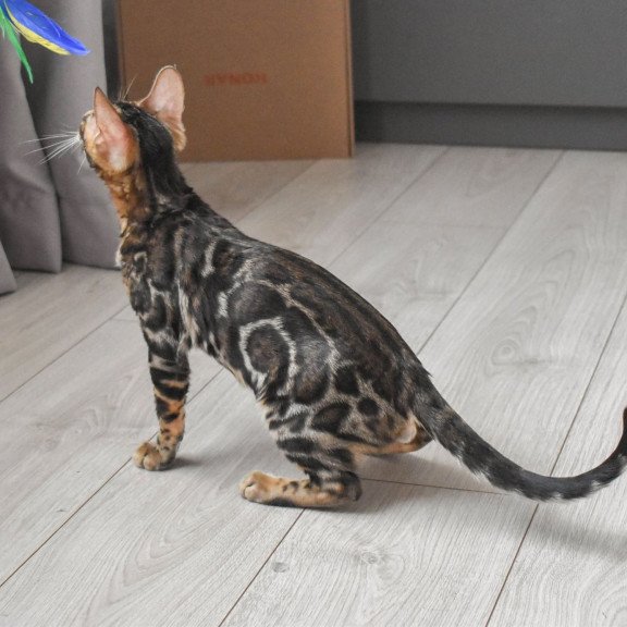 Bengal EZ Wolt