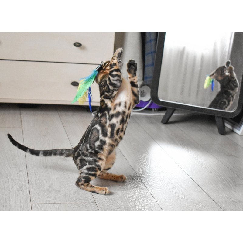 Bengal EZ Wolt