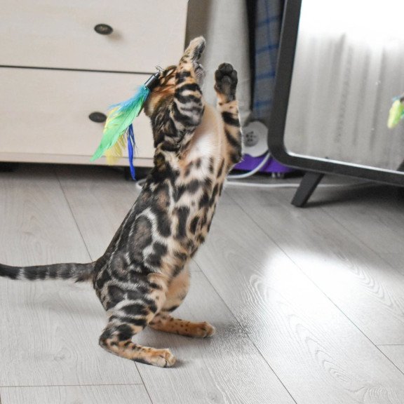 Bengal EZ Wolt
