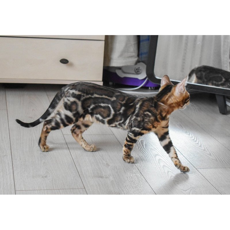 Bengal EZ Wolt