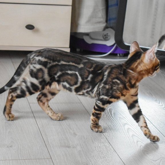 Bengal EZ Wolt