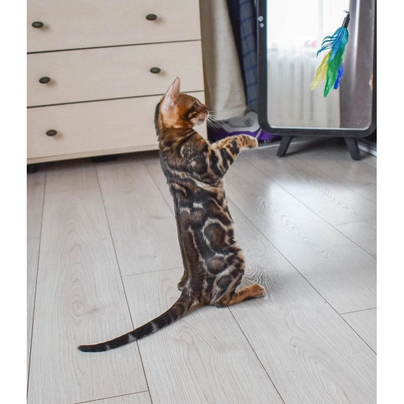 Bengal EZ Wolt