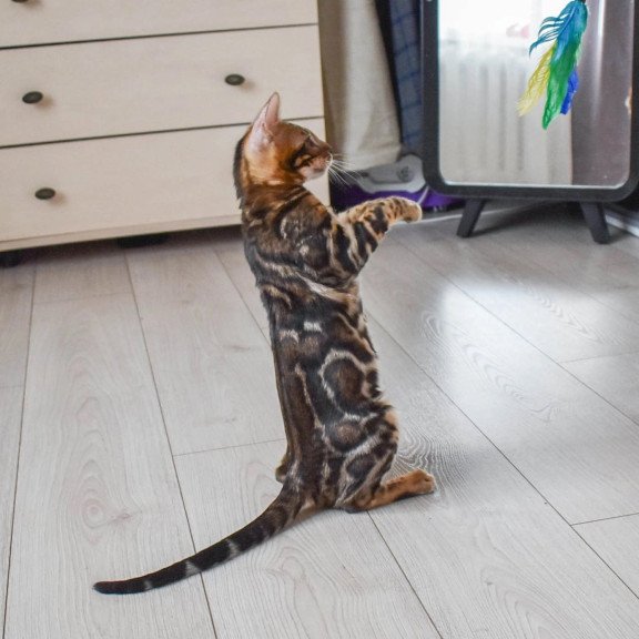 Bengal EZ Wolt