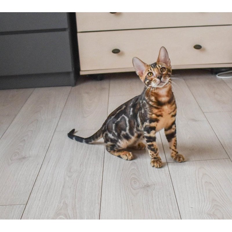 Bengal EZ Wolt