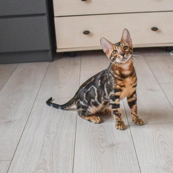 Bengal EZ Wolt