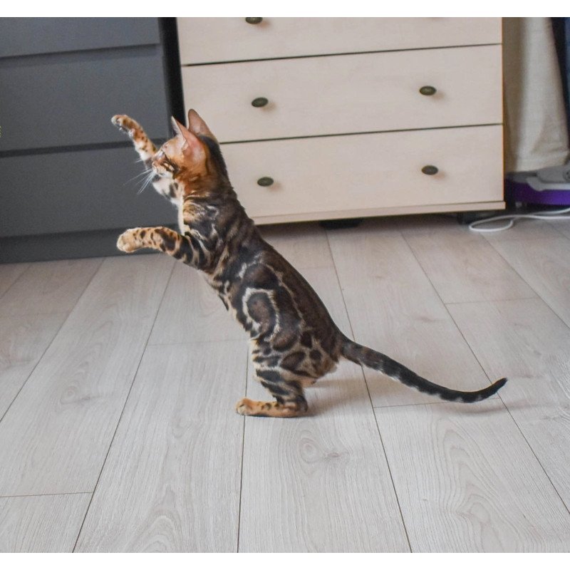 Bengal EZ Wolt