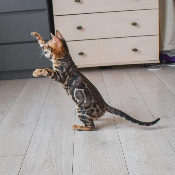 Bengal EZ Wolt