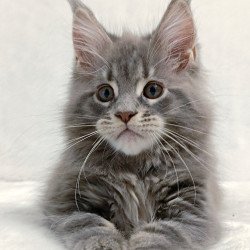 Maine Coon EZ Peach