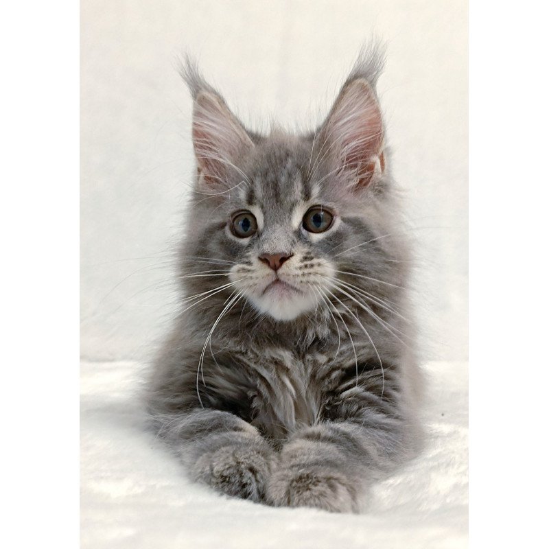 Maine Coon EZ Peach