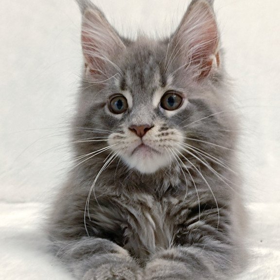 Maine Coon EZ Peach