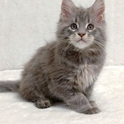 Maine Coon EZ Peach