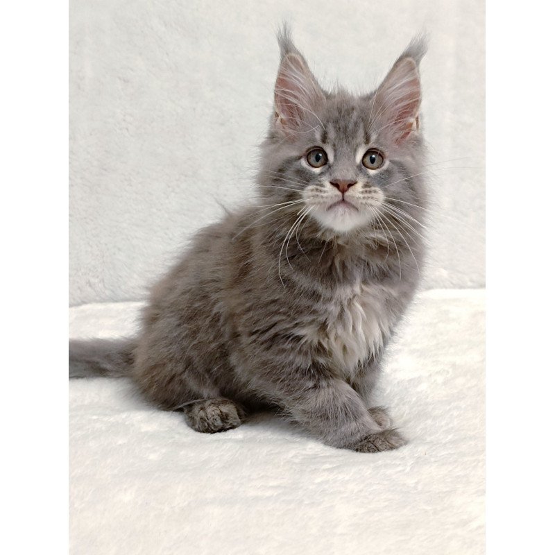 Maine Coon EZ Peach