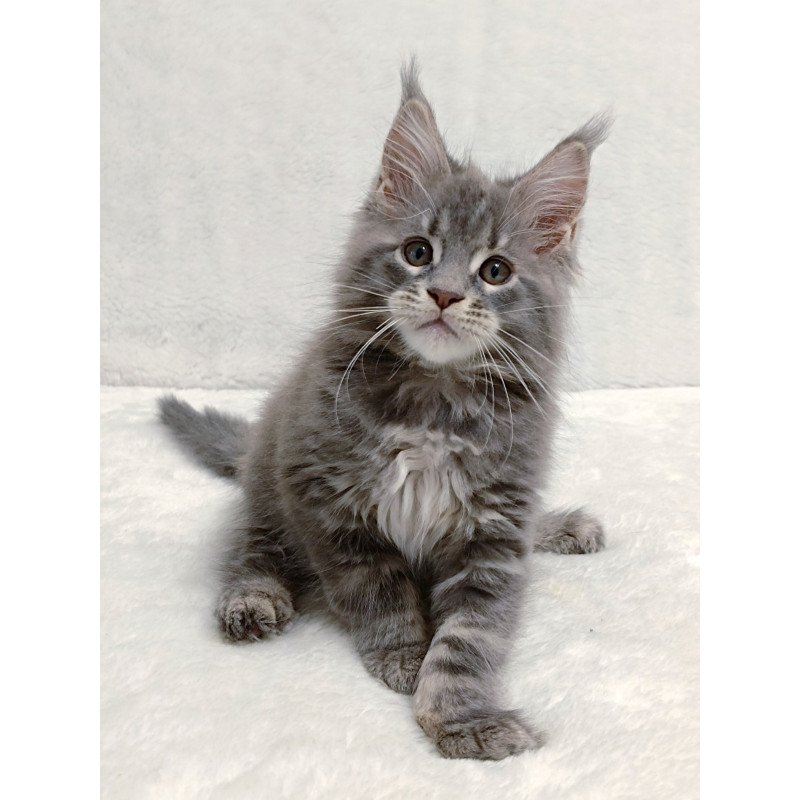 Maine Coon EZ Peach