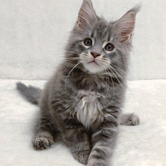 Maine Coon EZ Peach