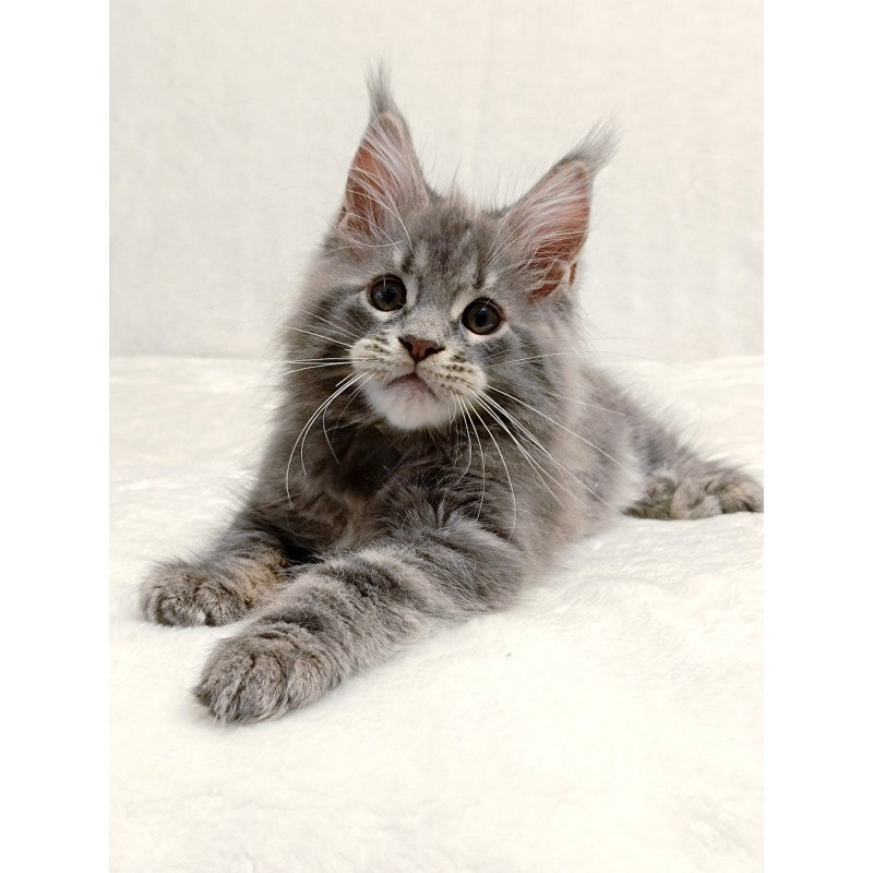 Maine Coon EZ Peach