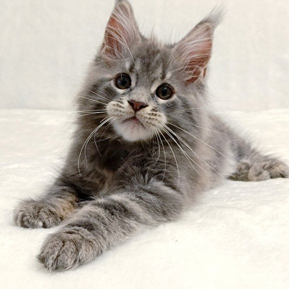 Maine Coon EZ Peach