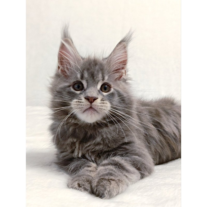 Maine Coon EZ Peach
