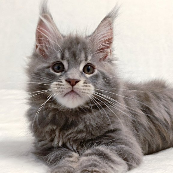Maine Coon EZ Peach