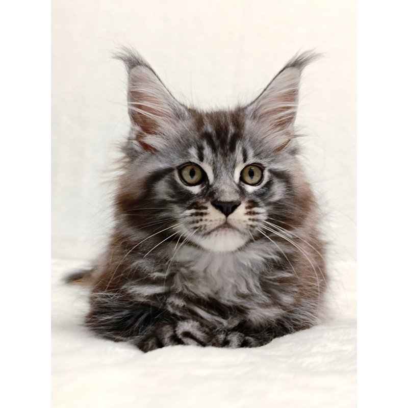 Maine Coon EZ Parker