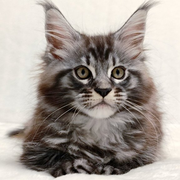 Maine Coon EZ Parker
