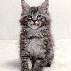 Maine Coon EZ Parker