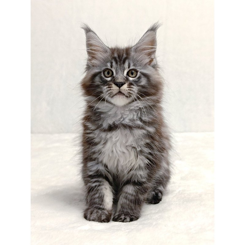 Maine Coon EZ Parker